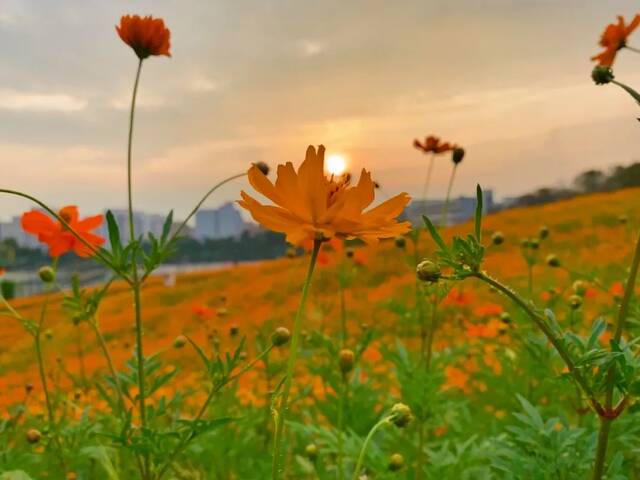 浙师的花海藏不住啦！花海、圆月和你，绝配！