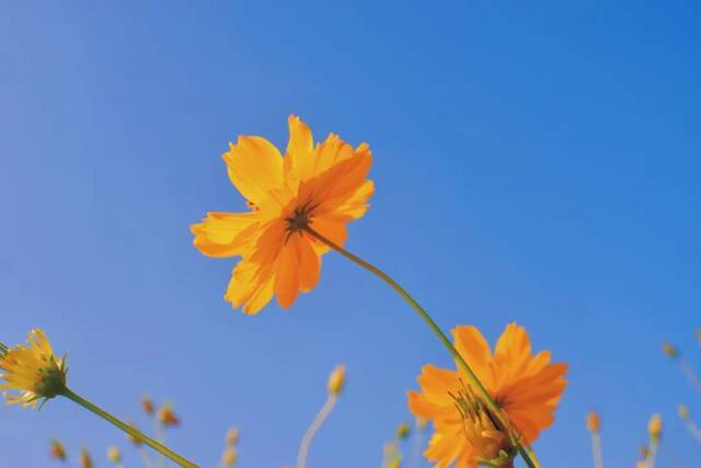 浙师的花海藏不住啦！花海、圆月和你，绝配！