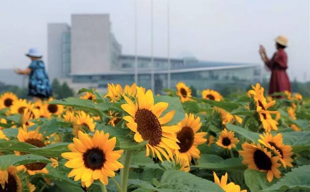 浙师的花海藏不住啦！花海、圆月和你，绝配！