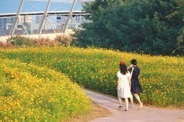 浙师的花海藏不住啦！花海、圆月和你，绝配！