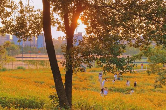 浙师的花海藏不住啦！花海、圆月和你，绝配！