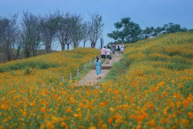 浙师的花海藏不住啦！花海、圆月和你，绝配！