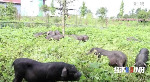 8个品种本土种猪灭绝！本地猪市场占有率从90%降至2%！本土“二师兄”去哪了？