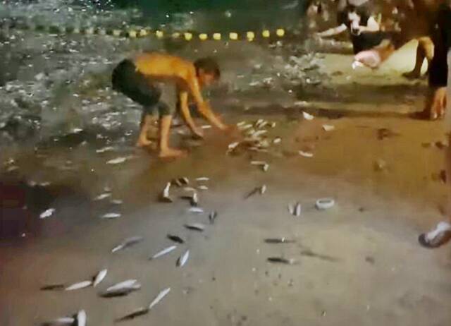 港媒：香港长洲中秋夜数千沙丁鱼跳上岸 不少市民赏月+抓鱼