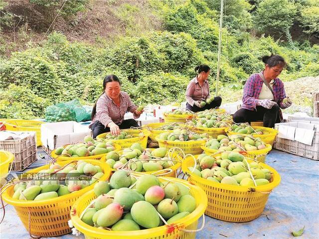 今年8月底，在百色市田林县高山晚熟芒果产业核心示范区，果农正在将晚熟芒果装筐销售。广西日报记者凌聪通讯员杨进宏摄