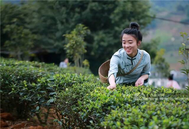 梧州市苍梧县六堡镇山坪村村民在采摘高山云雾六堡茶。广西日报记者何学俏通讯员潘绍珊摄