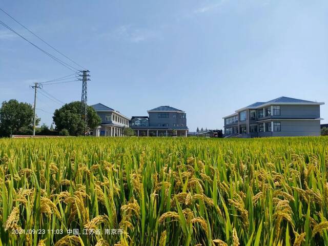 基地探秘④  丰收在即！快来瞧瞧“硬核”南农大土桥水稻实验基地