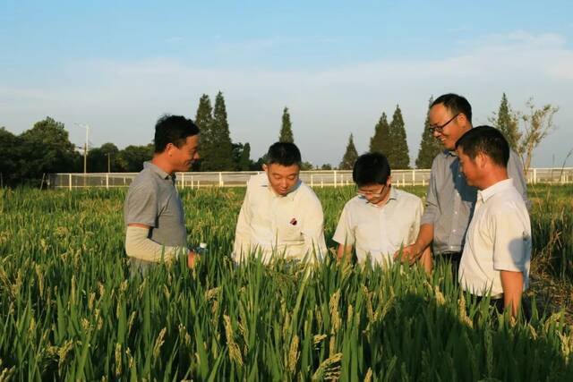 基地探秘④  丰收在即！快来瞧瞧“硬核”南农大土桥水稻实验基地