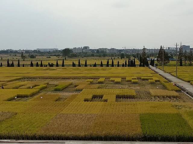 基地探秘④  丰收在即！快来瞧瞧“硬核”南农大土桥水稻实验基地