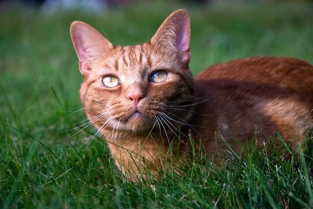 虎斑条纹源自家猫的直系祖先，近东野猫。 PHOTOGRAPH BY TODD GIPSTEIN, NAT GEO IMAGE COLLECTION