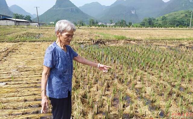 覃玉娥在查看水稻二苗的长势。