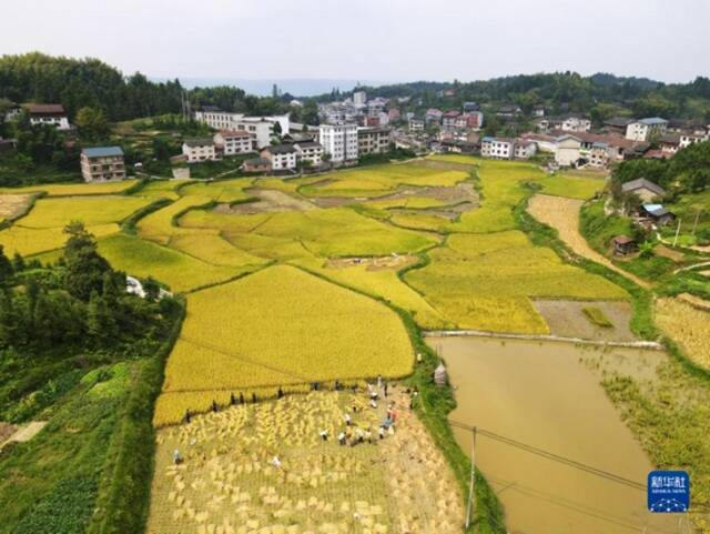 贵州省黔东南苗族侗族自治州锦屏县平秋镇平秋村侗族群众在收割水稻（9月14日摄，无人机照片）。新华社记者蒋成摄