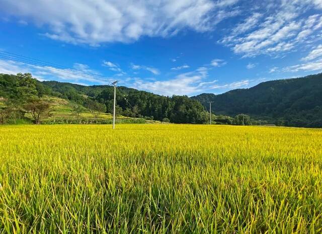 蓝天白云，金黄色的稻谷，构成一幅优美的画面。黄河摄
