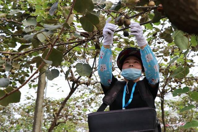 在江津区石笋山参与“猕桃采收喜洋洋”竞赛的市民正在采摘丰收的果实。胥世鹏摄