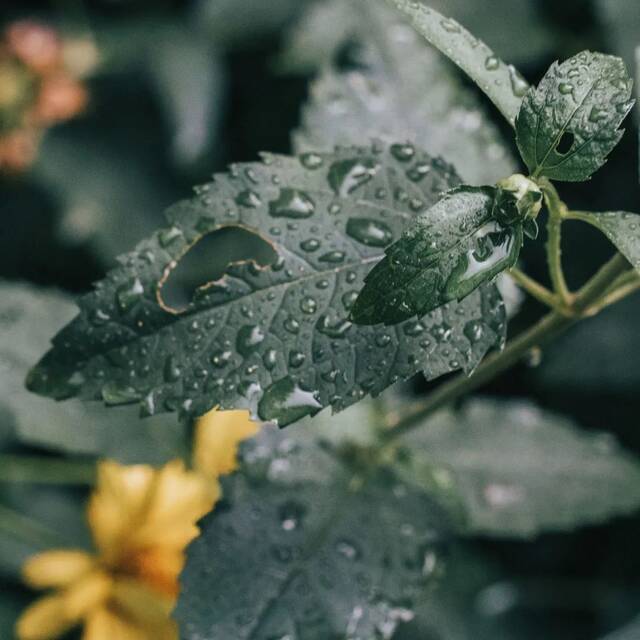 师大的雨  纷纷雨下，似是恍惚思园意