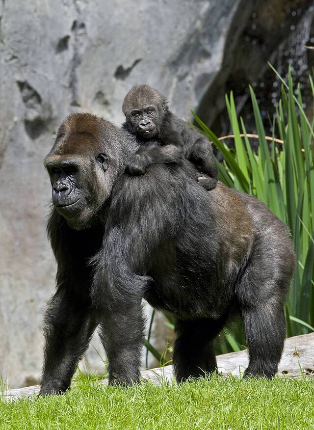 美国圣地亚哥动物园的猩猩