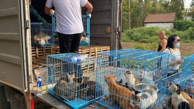 ▲9月24日，南京一家动物救助中心将猫运上车。受访者供图