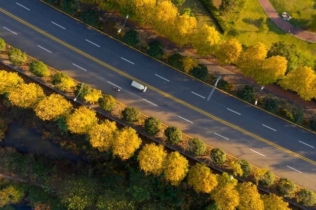 ▲长沙县万明路，道路两旁金黄的梧桐树构成一幅深秋美景，车行其中，美不胜收。