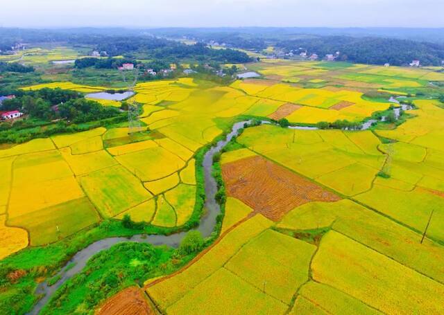 ▲韶山市韶山乡韶前村，水稻进入成熟收获季，田间金黄遍野，稻浪滚滚。