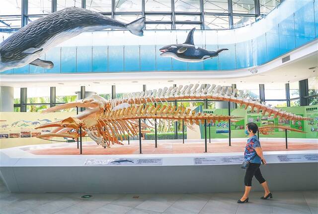 博物馆观“鲸”