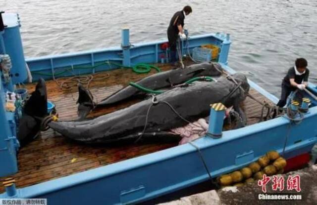 又一个海豚湾？“为了低碳”，法罗群岛一次砍杀1428头海豚