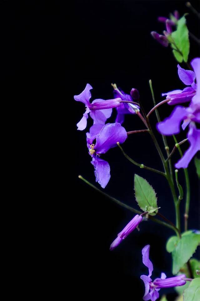 花盈东林，来看百变东林妆容