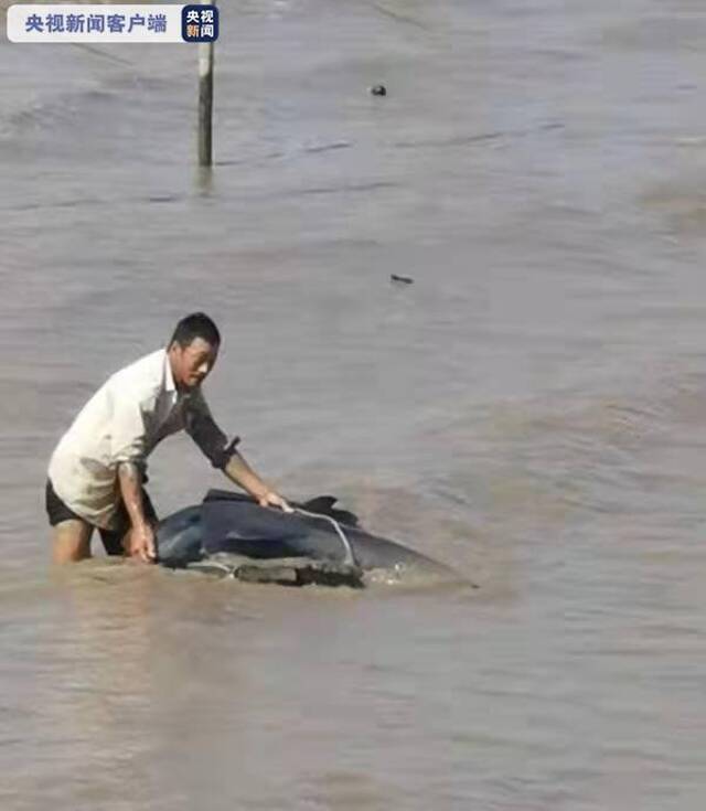 浙江慈溪12条海豚搁浅 目前已经全部脱困