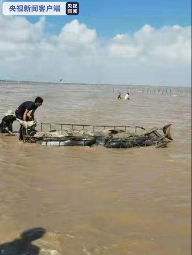 浙江慈溪12条海豚搁浅 目前已经全部脱困