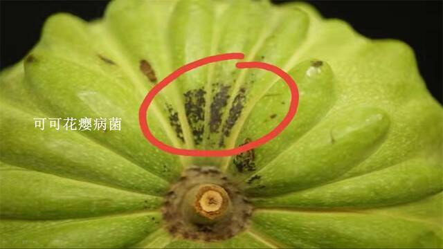 国台办新闻发言人朱凤莲在记者会上出示的台湾水果害虫照片