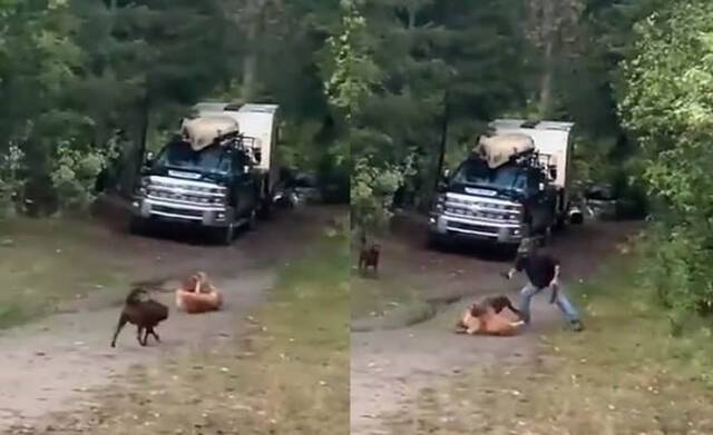 加拿大男子目睹自己的拉布拉多犬被攻击情急之下拿刀砍下美洲狮的头