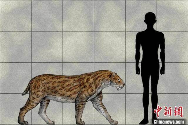 “意外巨颏虎”复原图与人类体型对比。陈瑜绘中科院古脊椎所供图