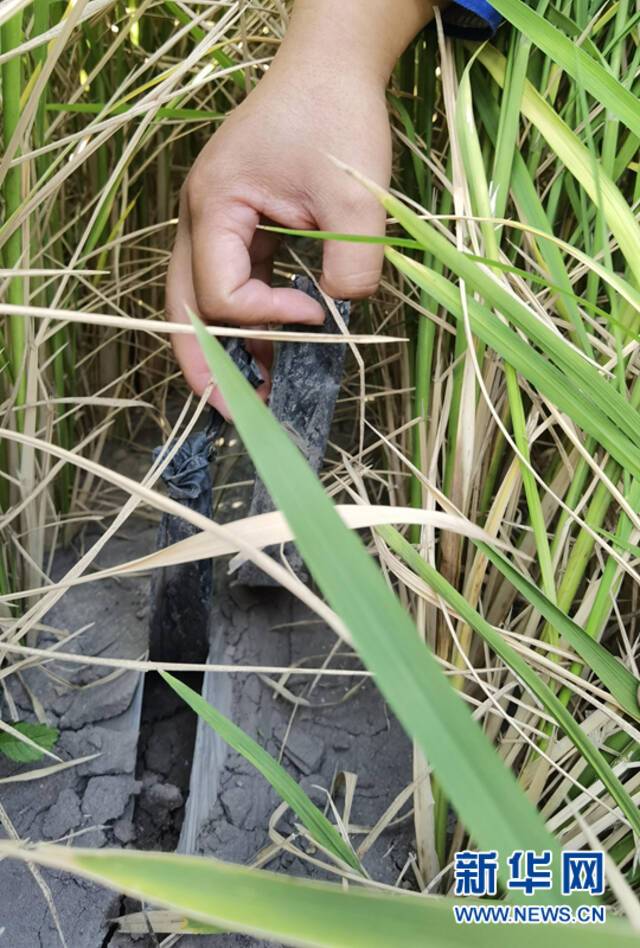 稻田里铺设了地膜和输水软管，能将水分和养分精准输送到水稻根部（9月26日摄）。新华网詹婧摄