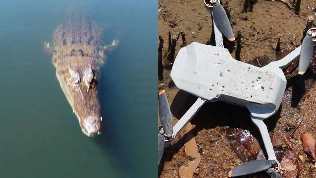 澳洲广播公司摄影师在鳄鱼公园拍摄纪录片时湾鳄从湖中跃起咬住空中无人机拖回湖里