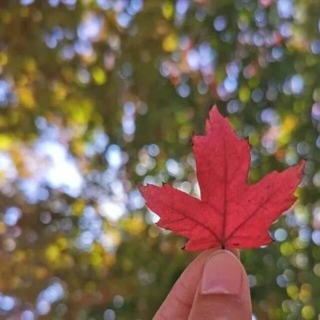 刷屏了！哈工程这片开得火红热烈的国庆树！