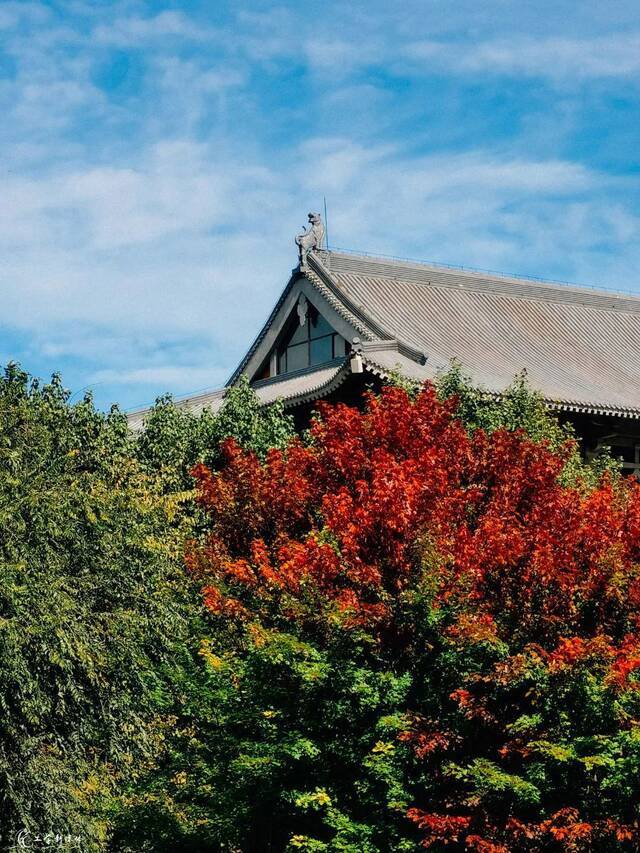 刷屏了！哈工程这片开得火红热烈的国庆树！