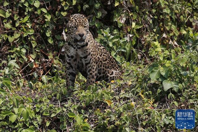 ↑2021年9月25日，一只美洲豹坐在巴西潘塔纳尔湿地库亚巴河畔的丛林边。新华社发（卢西奥·塔沃拉摄）