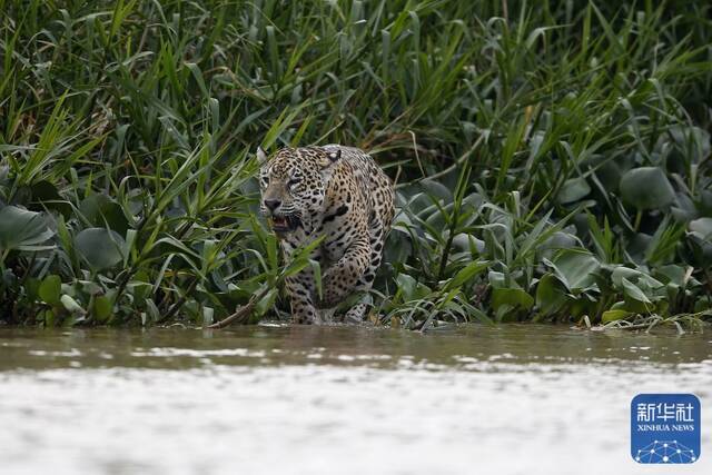 ↑2021年9月26日，在巴西潘塔纳尔湿地，一只美洲豹向库亚巴河走去。新华社发（卢西奥·塔沃拉摄）