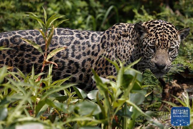 ↑2021年9月25日，一只美洲豹在巴西潘塔纳尔湿地的丛林中。新华社发（卢西奥·塔沃拉摄）