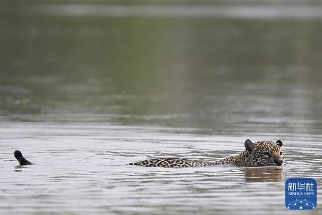 ↑2021年9月26日，在巴西潘塔纳尔湿地，一只美洲豹泅渡库亚巴河。新华社发（卢西奥·塔沃拉摄）