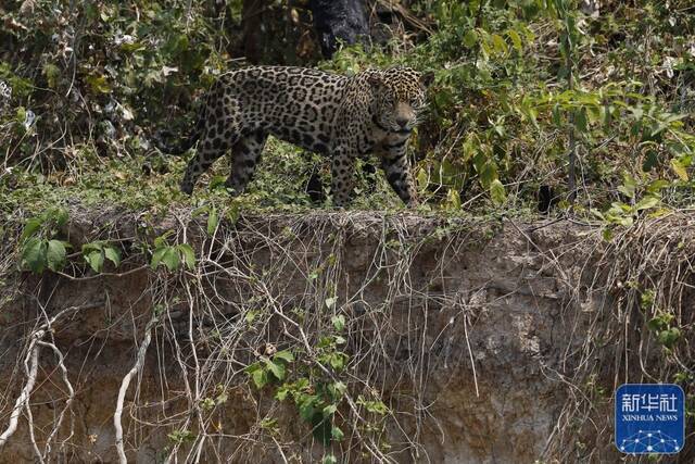 ↑这是2021年9月25日在巴西潘塔纳尔湿地拍摄的美洲豹。新华社发（卢西奥·塔沃拉摄）