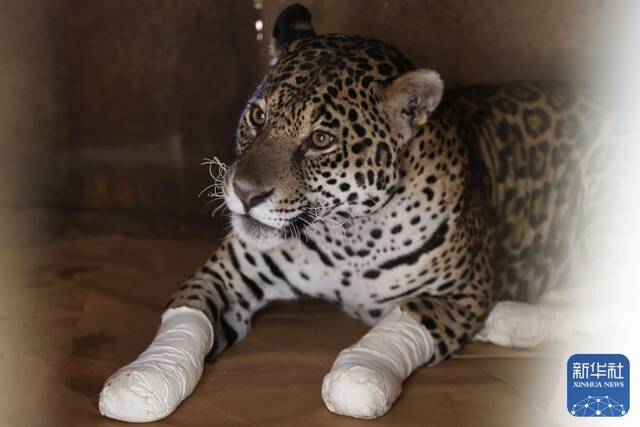 ↑2020年9月27日，在巴西戈亚斯州一个动物保护中心，美洲豹爪子的伤口被包扎好。新华社发（卢西奥·塔沃拉摄）