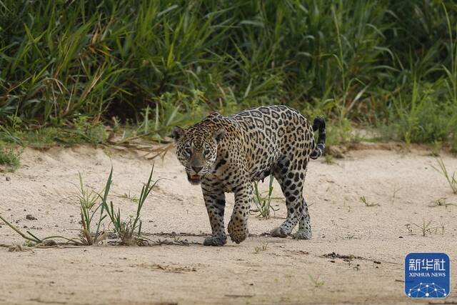 ↑这是2021年9月25日在巴西潘塔纳尔湿地拍摄的美洲豹。新华社发（卢西奥·塔沃拉摄）
