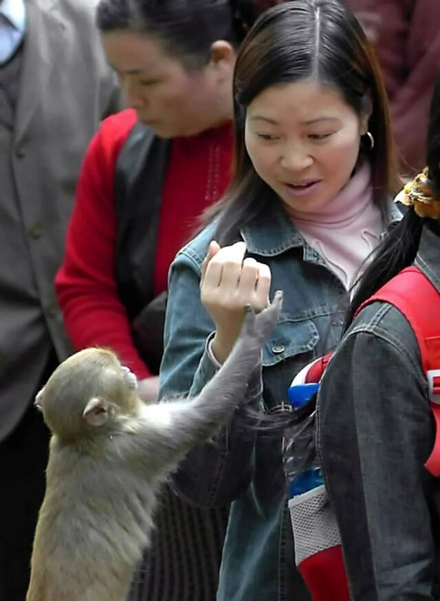 猕猴“添丁”：一只猕猴在贵阳市黔灵公园抢夺一名女游客手中的食物