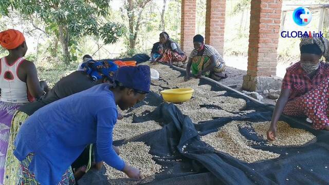 全球连线｜卢旺达：从一颗咖啡种子到一杯咖啡的故事