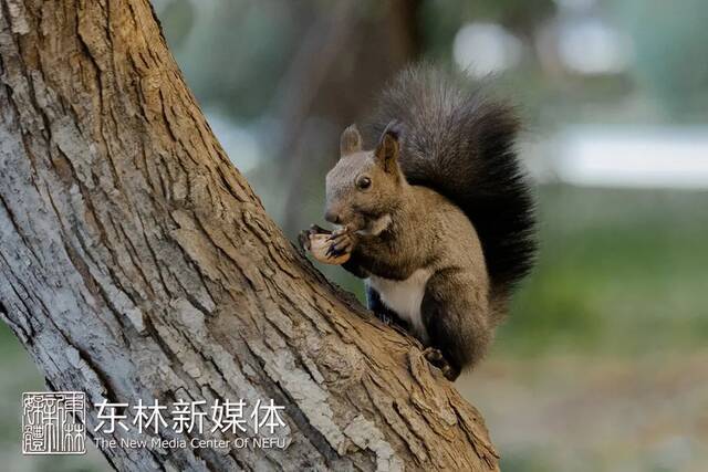 来赢拍立得相机啦！喜迎东林建校七十周年校庆摄影征集活动秋季篇开启