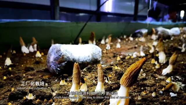 云南这支科研队伍，让中国人实现了羊肚菌自由