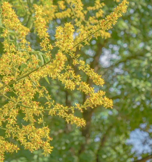 叮~~~遇见武汉理工姹紫嫣红的花海！