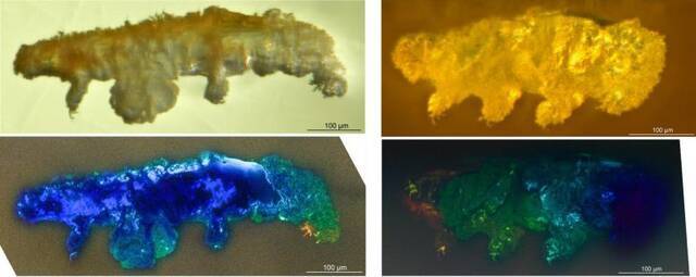 1600万年前的多米尼加琥珀中发现水熊新物种