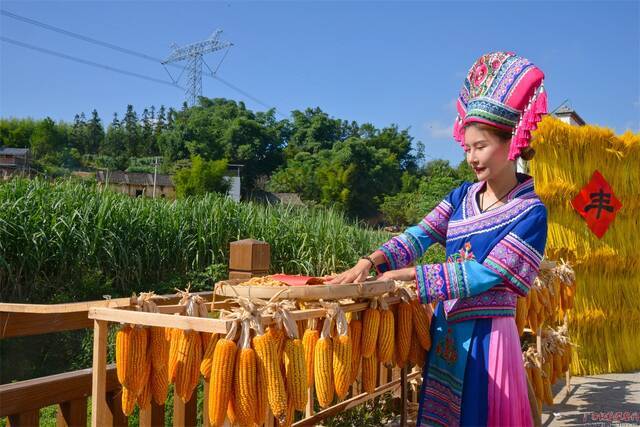 “寒露”时节，柳州市鱼峰区白沙镇五万亩玉米喜获丰收，村民们利用晴好天气抓紧脱粒凉晒，确保颗粒归仓。（柳州市鱼峰区纪委监委覃缘拿/摄）