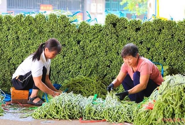 寒露时节，柳州市鹿寨县的豆角迎来大丰收，农民们忙着挑拣、捆扎、清洗、装车出售，呈现出一幅繁忙的劳作景象。（鹿寨县纪委监委肖虹路/摄）